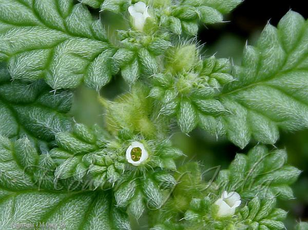 Coldenia Procumbens - Creeping Coldenia